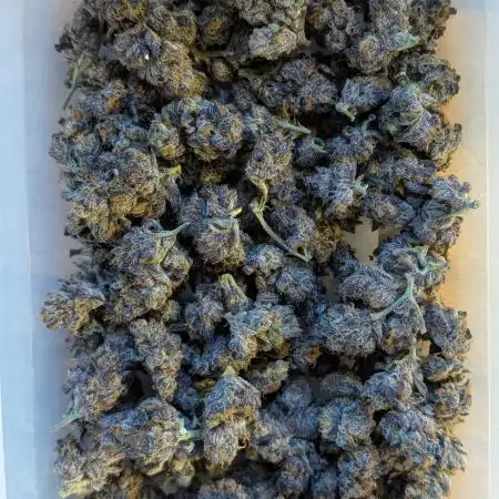 Biscotti Gelato | Micro Mother