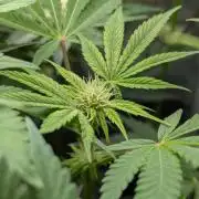 Papayton | Gorilla Melon