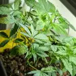 Biscotti Gelato | Micro Mother