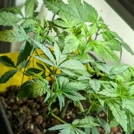 Biscotti Gelato | Micro Mother