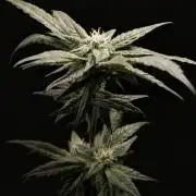 Biscotti Gelato | Micro Mother