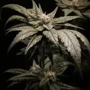 Biscotti Gelato | Micro Mother