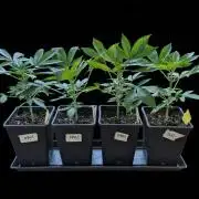 Papayton | Gorilla Melon