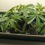 Biscotti Gelato | Micro Mother