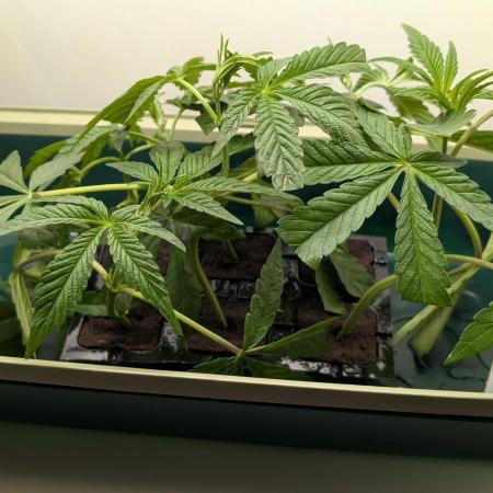 Biscotti Gelato | Micro Mother