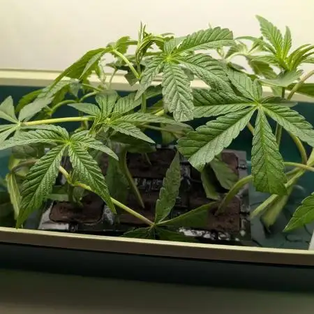 Biscotti Gelato | Micro Mother