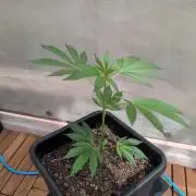 Gorilla Melon Outdoor