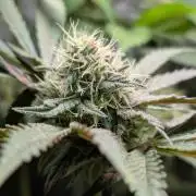 Papayton | Gorilla Melon