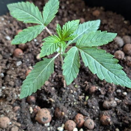 Biscotti Gelato | Micro Mother