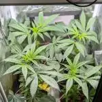 Biscotti Gelato | Micro Mother