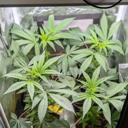 Biscotti Gelato | Micro Mother