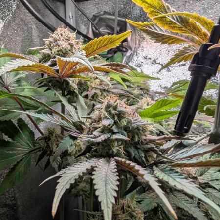 Papayton | Gorilla Melon