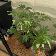 Gorilla Melon Outdoor