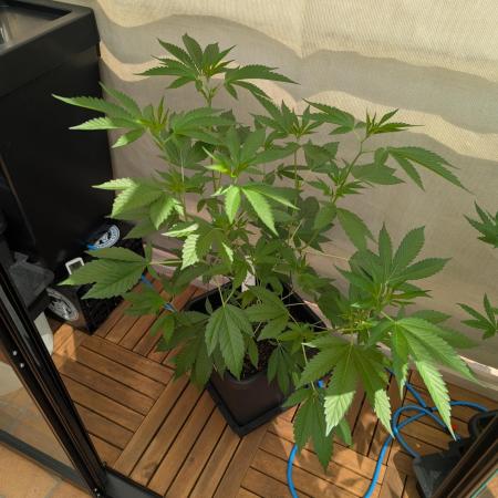 Gorilla Melon Outdoor