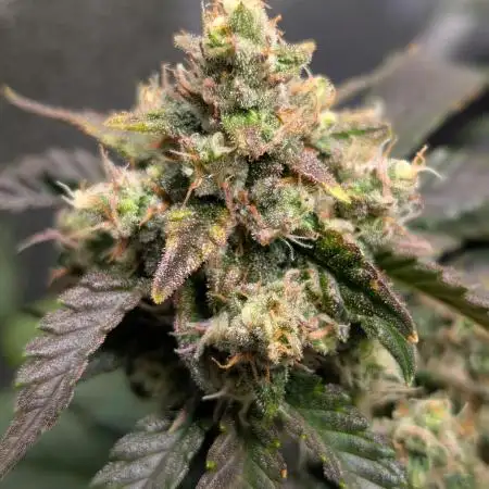 Tropicana Cookies Auto