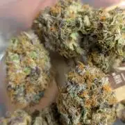 Papayton | Gorilla Melon