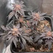Papayton#3
