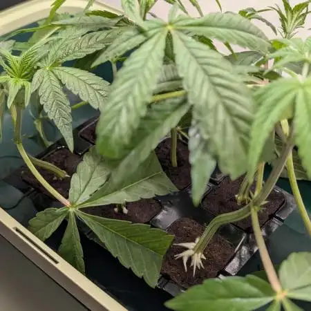 Biscotti Gelato | Micro Mother