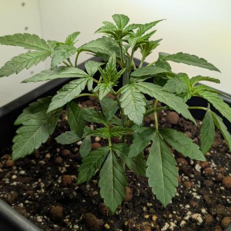 Biscotti Gelato | Micro Mother