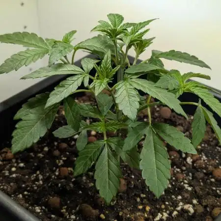 Biscotti Gelato | Micro Mother