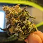 Tropicana Cookies Auto