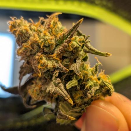 Tropicana Cookies Auto