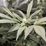 Biscotti Gelato | Micro Mother