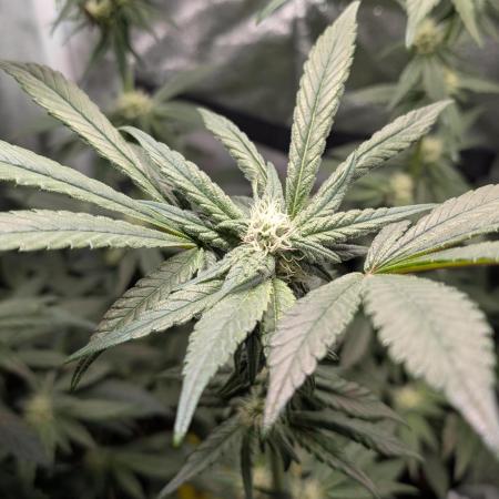 Biscotti Gelato | Micro Mother