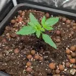 Tropicana Cookies Auto