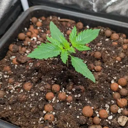 Tropicana Cookies Auto
