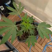 Gorilla Melon Outdoor