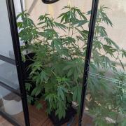 Gorilla Melon Outdoor