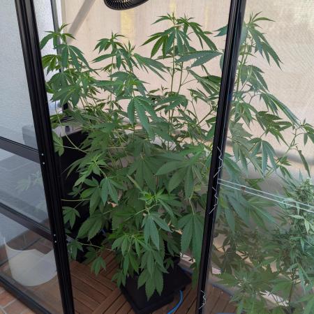 Gorilla Melon Outdoor