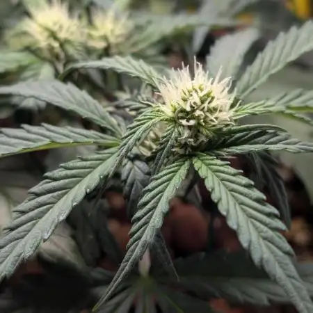 Tropicana Cookies Auto