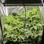 Papayton | Gorilla Melon