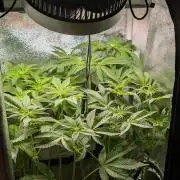 Papayton | Gorilla Melon