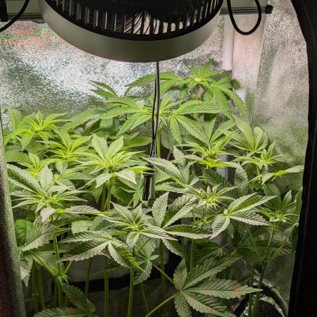 Papayton | Gorilla Melon