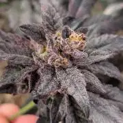 Biscotti Gelato | Micro Mother