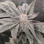 Biscotti Gelato | Micro Mother