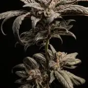 Biscotti Gelato | Micro Mother