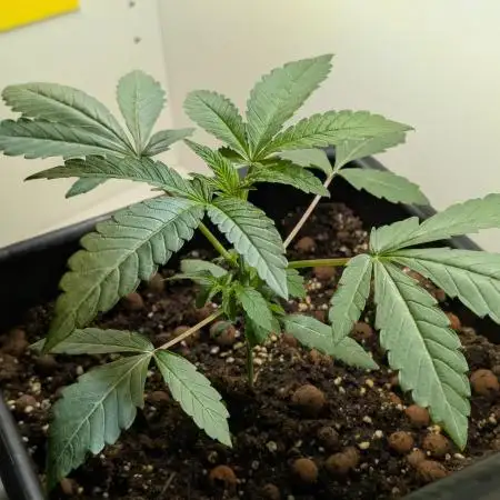 Biscotti Gelato | Micro Mother
