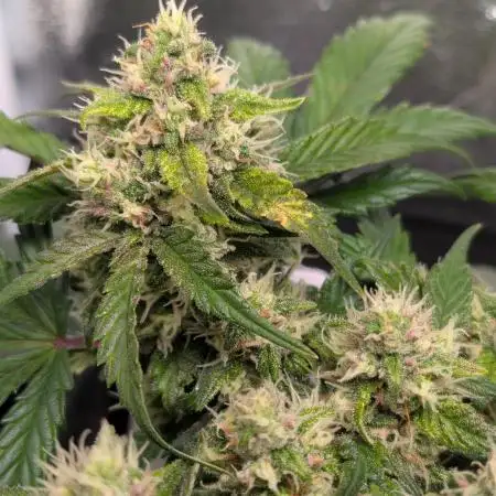 Tropicana Cookies Auto