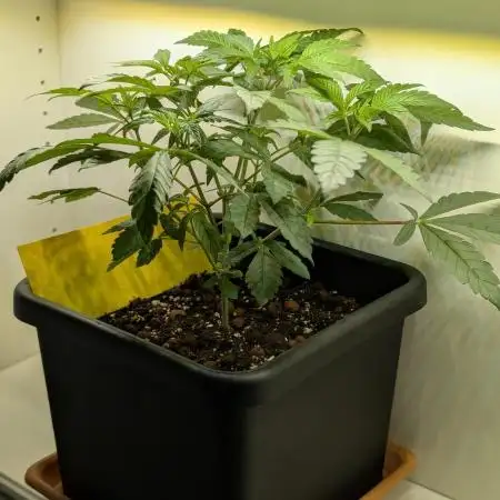 Biscotti Gelato | Micro Mother