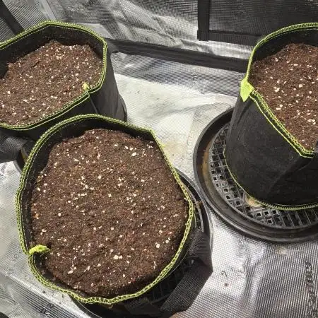 Blueberry Muffin Humbold Seed Co.