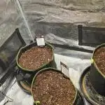 Blueberry Muffin Humbold Seed Co.