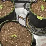 Blueberry Muffin Humbold Seed Co.
