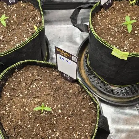 Blueberry Muffin Humbold Seed Co.