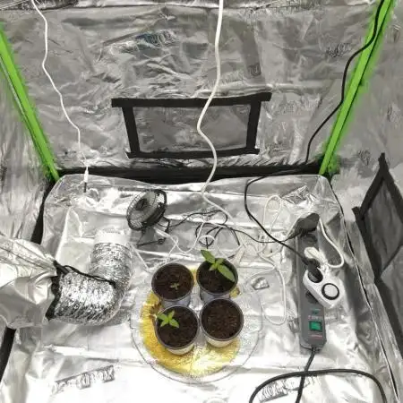 First time grow