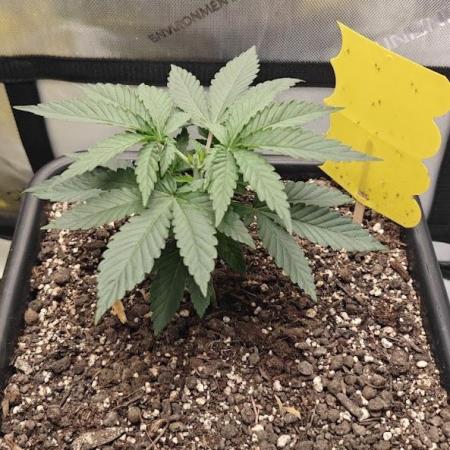 1st Reg Gamble - Doja Seeds Neon Wormz
