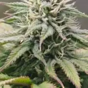 1st Reg Gamble - Doja Seeds Neon Wormz